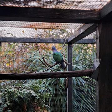 Koppel Groenvleugelduiven  beschikbaar voor biedingen