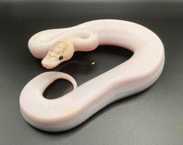 0.1 Ivory Pied ball python regius te koop beschikbaar voor biedingen