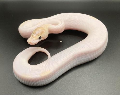 0.1 Ivory Pied ball python regius te koop, Dieren en Toebehoren, Reptielen en Amfibieën, Slang, 0 tot 2 jaar, Tam