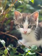 Kruising Ragdoll Maine Coon, Dieren en Toebehoren, Meerdere dieren, Gechipt