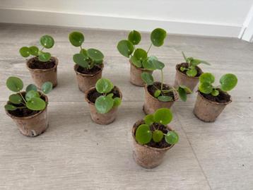 9 kleine Pannenkoekplantjes (Pilea Peperomioides)  beschikbaar voor biedingen