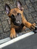 Mechelse X Hollandse herder pups zeer interessante bloedlijn, Meerdere, Meerdere dieren, Herder, Nederland