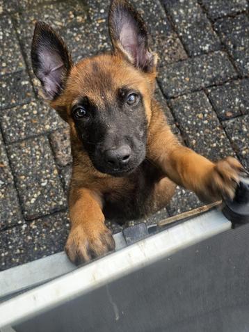 Mechelse X Hollandse herder pups zeer interessante bloedlijn beschikbaar voor biedingen