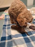 Prachtige  toy/dwergpoedel pups/teefjes geboren., Dieren en Toebehoren, Honden | Chihuahua's en Gezelschapshonden, Poedel, 8 tot 15 weken