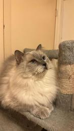 Twee lieve kat en poes zoek een warm huisje, Dieren en Toebehoren, Katten en Kittens | Overige Katten, Poes