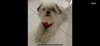 4 jarig shit thu pup teefje tricoler, Dieren en Toebehoren, Teef, Eén hond, 3 tot 5 jaar, Nederland