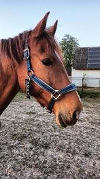 Anky Halster Mesh Chic Deep Blue Cob, Dieren en Toebehoren, Ophalen of Verzenden, Nieuw, Overige soorten