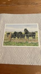 Postkaart - Paarden - Wiebe van der Zee, Ophalen of Verzenden, 1980 tot heden, Ongelopen, Paard