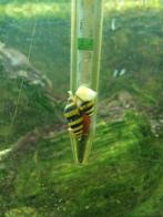 Helen slakken, Dieren en Toebehoren, Slak of Weekdier, Zoetwatervis