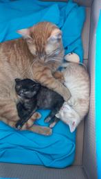 X Maine coon Europese korthaar, Dieren en Toebehoren, Katten en Kittens | Raskatten | Korthaar, Poes, Ontwormd