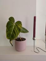 Philodendron Gloriosum - Zeldzame kamerplant, Ophalen, Overige soorten, Volle zon