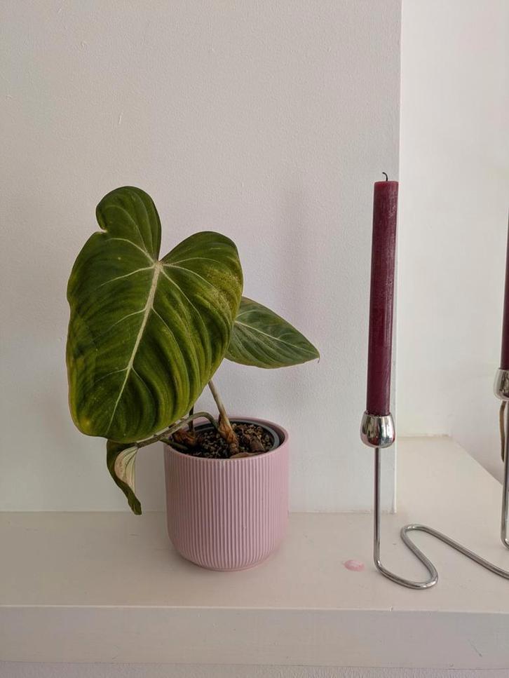 Philodendron Gloriosum - Zeldzame kamerplant, Tuin en Terras, Planten | Tuinplanten, Overige soorten, Volle zon, Ophalen