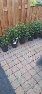 5 grote volle viburnum tinus  super kwaliteit, Ophalen of Verzenden