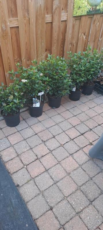 5 grote volle viburnum tinus  super kwaliteit  beschikbaar voor biedingen