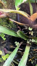Kweekgroep Epipedobates Tricolors, 0 tot 2 jaar
