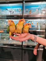 Gezocht vogels om tam te maken., Dieren en Toebehoren, Vogels | Parkieten en Papegaaien, Meerdere dieren, Papegaai, Tam