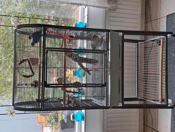 Mooi koppel blauwe ageponissen +kooi beschikbaar voor biedingen