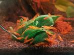 Oranje Neocaridina Garnalen, Dieren en Toebehoren, Vissen | Aquariumvissen, Kreeft, Krab of Garnaal, Zoetwatervis, Schoolvis