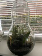 Terrarium met Planten, Overige soorten, In pot, Minder dan 100 cm, Groene kamerplant