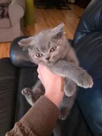 Super mooi en lief brits korthaar poesje met stamboon, Dieren en Toebehoren, Poes, Met stamboom