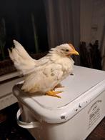 2 serama, Dieren en Toebehoren, Pluimvee, Geslacht onbekend, Kip