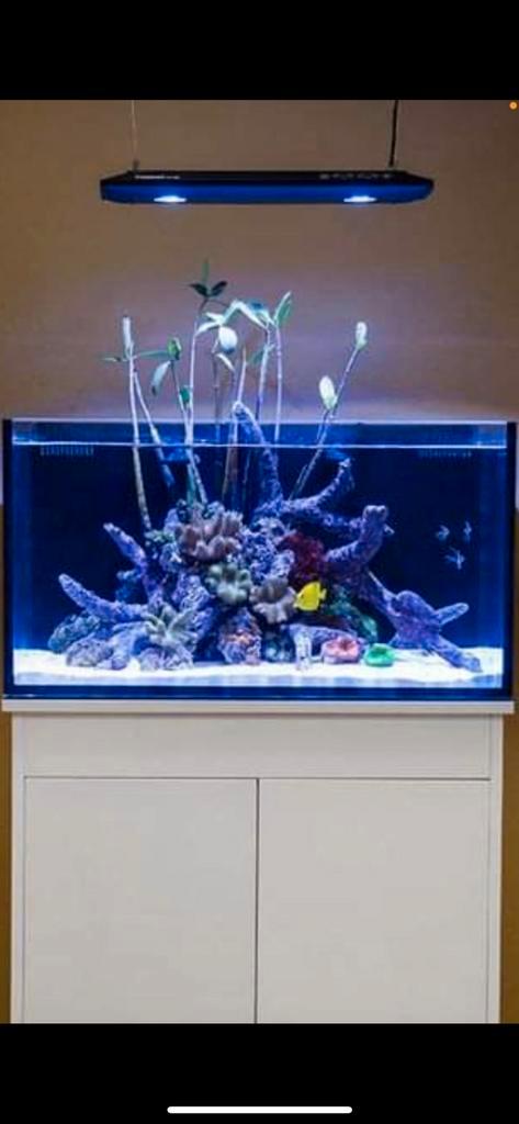 Rode Mangrove Plantjes, Dieren en Toebehoren, Vissen | Aquaria en Toebehoren, Zo goed als nieuw, Plant(en), Steen of Hout, Verzenden