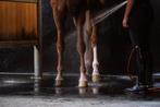 Alle soorten pony's en paarden gezocht ook met bemerkingen!, Dieren en Toebehoren, Pony's, Meerdere dieren, Niet van toepassing