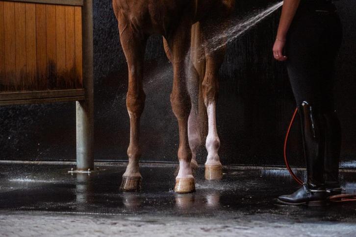 Alle soorten pony's en paarden gezocht ook met bemerkingen!, Dieren en Toebehoren, Pony's, Meerdere dieren, Niet van toepassing
