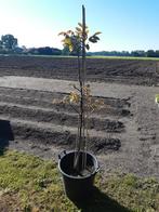 Noten boom, Tuin en Terras, Ophalen, Walnotenboom, Lente