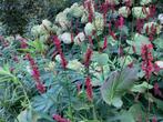 Persicaria in een mooie rode kleur, Halfschaduw, Zomer, Vaste plant, Overige soorten