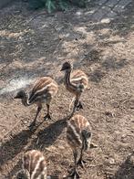emoe kuikens, Dieren en Toebehoren, Pluimvee, Meerdere dieren, Kip