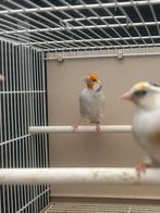 Majoor putter man satinet 2025, Dieren en Toebehoren, Vogels | Overige Vogels, Mannelijk, Wildzangvogel