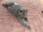 Brits korthaar te koop, Dieren en Toebehoren, Katten en Kittens | Raskatten | Korthaar, Kater, Gechipt, 0 tot 2 jaar