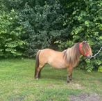 Prachtige super brave wildkleur stamboek shetlander merrie, Merrie, A pony (tot 1.17m), Recreatiepony