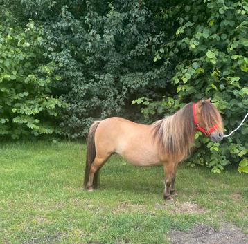 Prachtige super brave wildkleur stamboek shetlander merrie beschikbaar voor biedingen