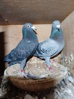 Mooi koppeltje postduiven, Dieren en Toebehoren, Meerdere dieren, Postduif