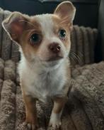 pomchi pup 🐶  reutje 💙 mag verhuizen 🏡, Dieren en Toebehoren, Parvo, 8 tot 15 weken, Eén hond, Nederland