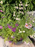 Boerenorchidee - kleurenmix, Ophalen of Verzenden, Voorjaar, Zaad