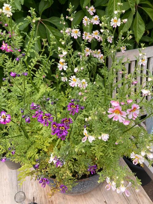 Boerenorchidee - kleurenmix, Tuin en Terras, Bloembollen en Zaden, Zaad, Voorjaar, Ophalen of Verzenden