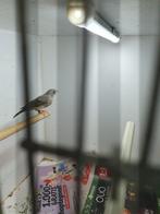 Edelzanger ( man ), Dieren en Toebehoren, Vogels | Overige Vogels, Mannelijk, Tropenvogel, Geringd