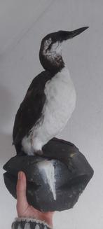 Prachtig opgezette zeekoet op imitatierotsblok, Verzamelen, Dierenverzamelingen, Ophalen of Verzenden, Zo goed als nieuw, Vogel