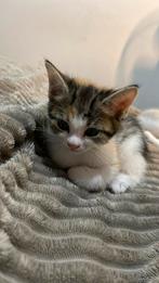 Kittens te koop, Dieren en Toebehoren, Katten en Kittens | Raskatten | Korthaar, Poes