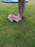 Vlaamse reus voedster, Dieren en Toebehoren, Vrouwelijk, Groot