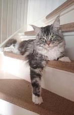 onze lieve dekkaters
mogen enkele buitendekingen  doen