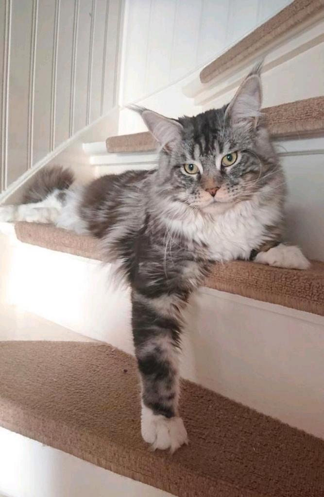 onze lieve dekkaters
mogen enkele buitendekingen  doen, Dieren en Toebehoren, Katten en Kittens | Dekkaters