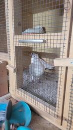 Postduiven  kleur wiet, Dieren en Toebehoren