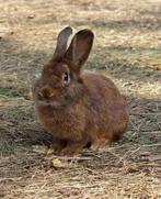 Scarus zoekt een huisje! (ram gecastreerd en gevaccineerd), Dieren en Toebehoren, Mannelijk, Klein, 0 tot 2 jaar