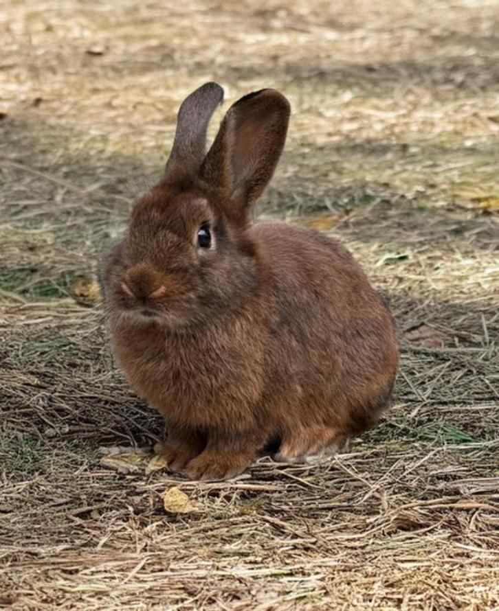 Scarus zoekt een huisje! (ram gecastreerd en gevaccineerd), Dieren en Toebehoren, Konijnen, Klein, Mannelijk, 0 tot 2 jaar