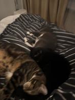 Kat, Dieren en Toebehoren, Katten en Kittens | Raskatten | Korthaar, Poes