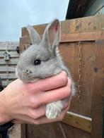 Mooie konijnen, Dieren en Toebehoren, Konijnen, Meerdere dieren, Groot
